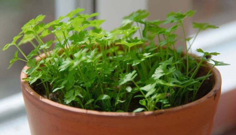 سبزی ارزانی که قند خون را کنترل می‌کند